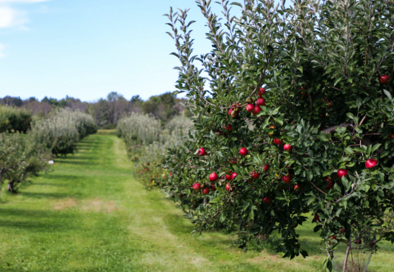 农业农村部、财政部关于公布2021年农业产业融合发展项目创建名单的通知