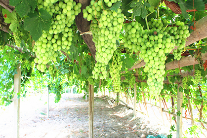 1627526800179160.jpg 图2.jpg