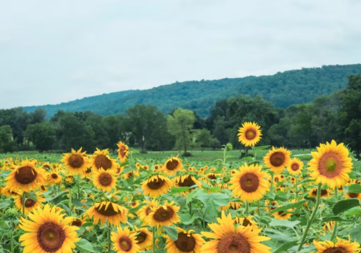 2022年国家级自然公园评审结果公示！