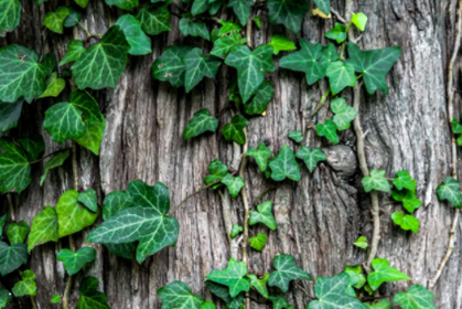 批复了！同意设立华南国家植物园